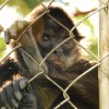 El Salvador Monkey