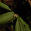 Apalachicola National Forest, FL