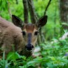 Deer near Bedford, VA